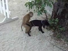 Cute dilettante zoo fetish clip featuring a monkey trying to mount a dog